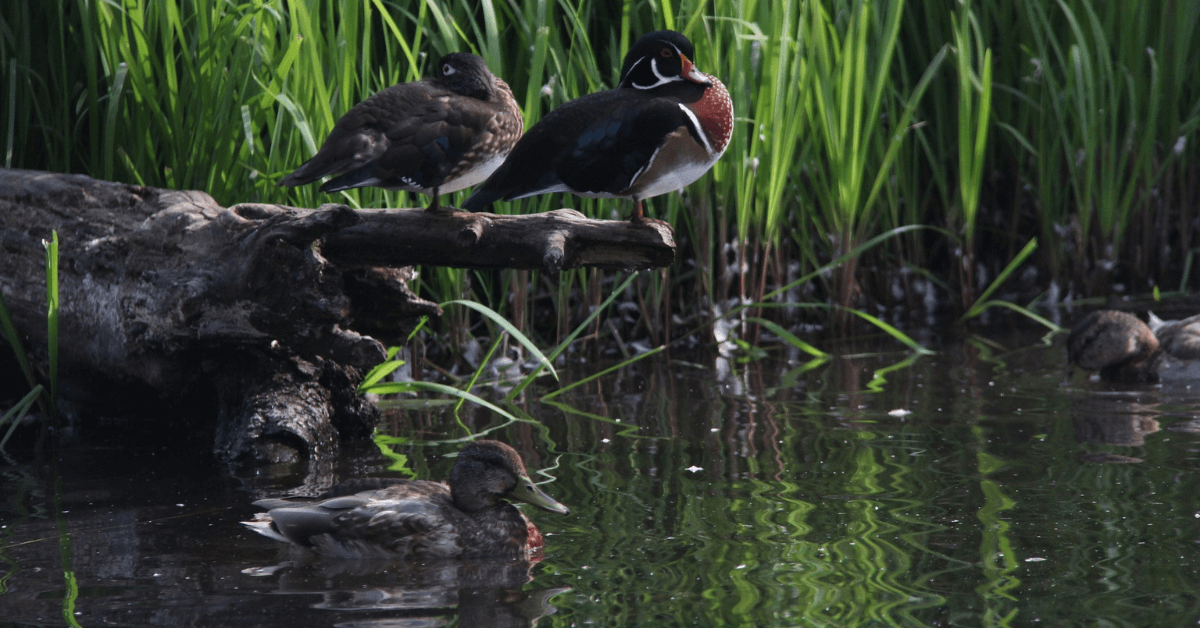 Featured Image for Missouri Duck Hunting